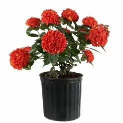 Best reviews of 🤩 Costa Farms 2 Gal. Orange Blooming Ixora Outdoor Plant in Grower's Pot 🧨