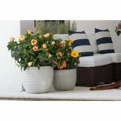 Coupon 😉 Costa Farms 10 in. 26 in. to 32 in. Tall Premium Hibiscus Flowering Bush Grower's Choice Bloom Color Live Outdoor Plant 🎉 -Pavestone || Costa Farms Shop costa farms annuals co 10hibbush 3 gp 31 1000