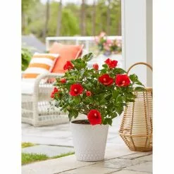 Coupon 😉 Costa Farms 10 in. 26 in. to 32 in. Tall Premium Hibiscus Flowering Bush Grower's Choice Bloom Color Live Outdoor Plant 🎉 -Pavestone || Costa Farms Shop costa farms annuals co 10hibbush 3 gp 4f 1000
