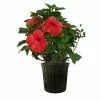 Coupon 😉 Costa Farms 10 in. 26 in. to 32 in. Tall Premium Hibiscus Flowering Bush Grower's Choice Bloom Color Live Outdoor Plant 🎉 -Pavestone || Costa Farms Shop costa farms annuals co 10hibbush 3 gp 64 1000