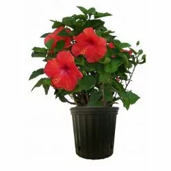 Coupon ๐ Costa Farms 10 in. 26 in. to 32 in. Tall Premium Hibiscus Flowering Bush Grower's Choice Bloom Color Live Outdoor Plant ๐