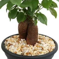 Budget ✔️ Costa Farms Ficus Bonsai in 6 in. Plastic Pot with Saucer ✔️ -Pavestone || Costa Farms Shop costa farms bonsai trees 6bonsaibowlficus 1f 1000