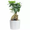 Budget ✔️ Costa Farms Ficus Bonsai in 6 in. Plastic Pot with Saucer ✔️ -Pavestone || Costa Farms Shop costa farms bonsai trees 6bonsaibowlficus 64 1000