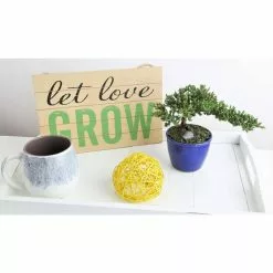 Discount ✨ Costa Farms Petite Ficus Bonsai in 4.75 in. Ceramic 😉 -Pavestone || Costa Farms Shop costa farms bonsai trees co bfo04 3 wht 4f 1000