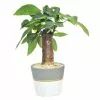 Discount ✨ Costa Farms Petite Ficus Bonsai in 4.75 in. Ceramic 😉 -Pavestone || Costa Farms Shop costa farms bonsai trees co bfo04 3 wht 64 1000