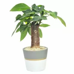 Discount β¨ Costa Farms PetiteΒ Ficus BonsaiΒ in 4.75 in. Ceramic π