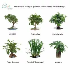 Discount ✨ Costa Farms Petite Ficus Bonsai in 4.75 in. Ceramic 😉 -Pavestone || Costa Farms Shop costa farms bonsai trees co bfo04 3 wht c3 1000