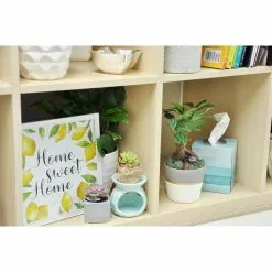 Outlet 😀 Costa Farms Petite Grower's Choice Ficus Bonsai in 4.75 in. Ceramic Pot ❤️ -Pavestone || Costa Farms Shop costa farms bonsai trees co bju02 3 blu 4f 1000