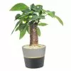 Outlet 😀 Costa Farms Petite Grower's Choice Ficus Bonsai in 4.75 in. Ceramic Pot ❤️ -Pavestone || Costa Farms Shop costa farms bonsai trees co bju02 3 blu 64 1000