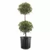 Cheapest 🥰 Costa Farms 10 in. Eugenia 2 Ball Topiary in Grower's Pot ❤️ -Pavestone || Costa Farms Shop costa farms bushes co euc12 3 gp 64 1000