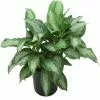 Budget 😀 Costa Farms Aglaonema Silver Bay in 9.25 in. Grower Pot 🔔 -Pavestone || Costa Farms Shop costa farms indoor plants 10aglo 64 1000