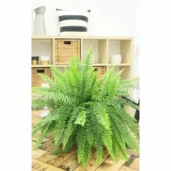 Outlet ๐งจ Costa Farms Boston Fern in 10 in. Hanging Basket ๐ 15 Outlet ๐งจ Costa Farms Boston Fern in 10 in. Hanging Basket ๐ -Pavestone || Costa Farms Shop costa farms indoor plants 10bosthb 1f 1000