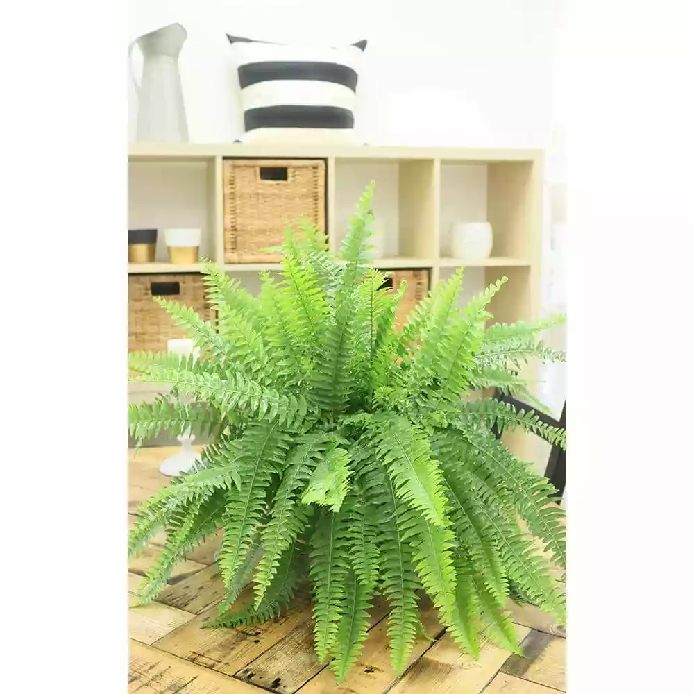Outlet ๐งจ Costa Farms Boston Fern in 10 in. Hanging Basket ๐ 7 Outlet ๐งจ Costa Farms Boston Fern in 10 in. Hanging Basket ๐ - Image 5