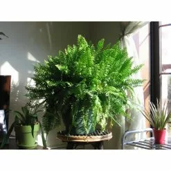 Outlet ๐งจ Costa Farms Boston Fern in 10 in. Hanging Basket ๐ 19 Outlet ๐งจ Costa Farms Boston Fern in 10 in. Hanging Basket ๐ -Pavestone || Costa Farms Shop costa farms indoor plants 10bosthb 31 1000