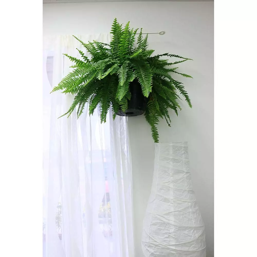 Outlet ๐งจ Costa Farms Boston Fern in 10 in. Hanging Basket ๐ 8 Outlet ๐งจ Costa Farms Boston Fern in 10 in. Hanging Basket ๐ - Image 6