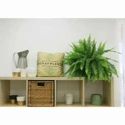 Outlet ๐งจ Costa Farms Boston Fern in 10 in. Hanging Basket ๐ 14 Outlet ๐งจ Costa Farms Boston Fern in 10 in. Hanging Basket ๐ -Pavestone || Costa Farms Shop costa farms indoor plants 10bosthb 4f 1000