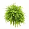 Outlet 🧨 Costa Farms Boston Fern in 10 in. Hanging Basket 👍 1 Outlet 🧨 Costa Farms Boston Fern in 10 in. Hanging Basket 👍 -Pavestone || Costa Farms Shop costa farms indoor plants 10bosthb 64 1000