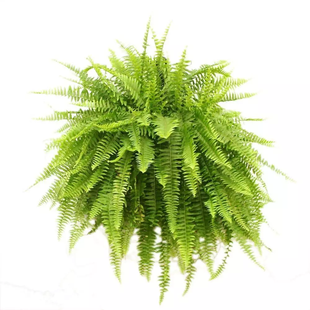 Outlet ๐งจ Costa Farms Boston Fern in 10 in. Hanging Basket ๐ 3 Outlet ๐งจ Costa Farms Boston Fern in 10 in. Hanging Basket ๐
