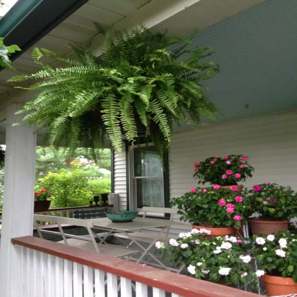 Outlet ๐งจ Costa Farms Boston Fern in 10 in. Hanging Basket ๐ 10 Outlet ๐งจ Costa Farms Boston Fern in 10 in. Hanging Basket ๐ - Image 8