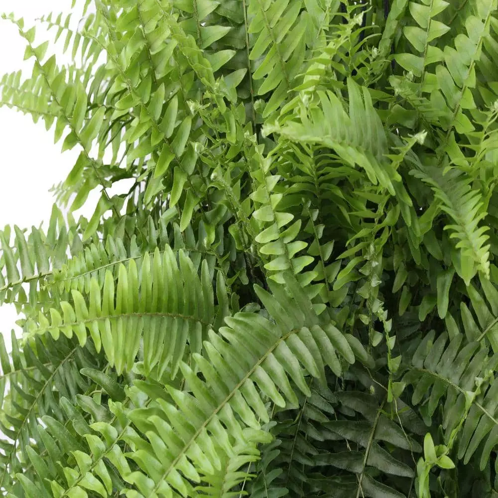 Outlet ๐งจ Costa Farms Boston Fern in 10 in. Hanging Basket ๐ 5 Outlet ๐งจ Costa Farms Boston Fern in 10 in. Hanging Basket ๐ - Image 3