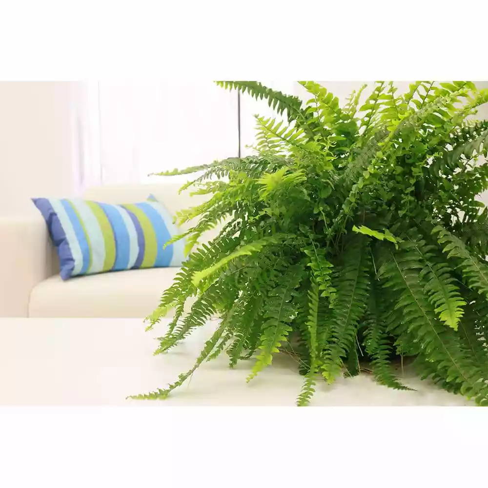 Outlet ๐งจ Costa Farms Boston Fern in 10 in. Hanging Basket ๐ 4 Outlet ๐งจ Costa Farms Boston Fern in 10 in. Hanging Basket ๐ - Image 2