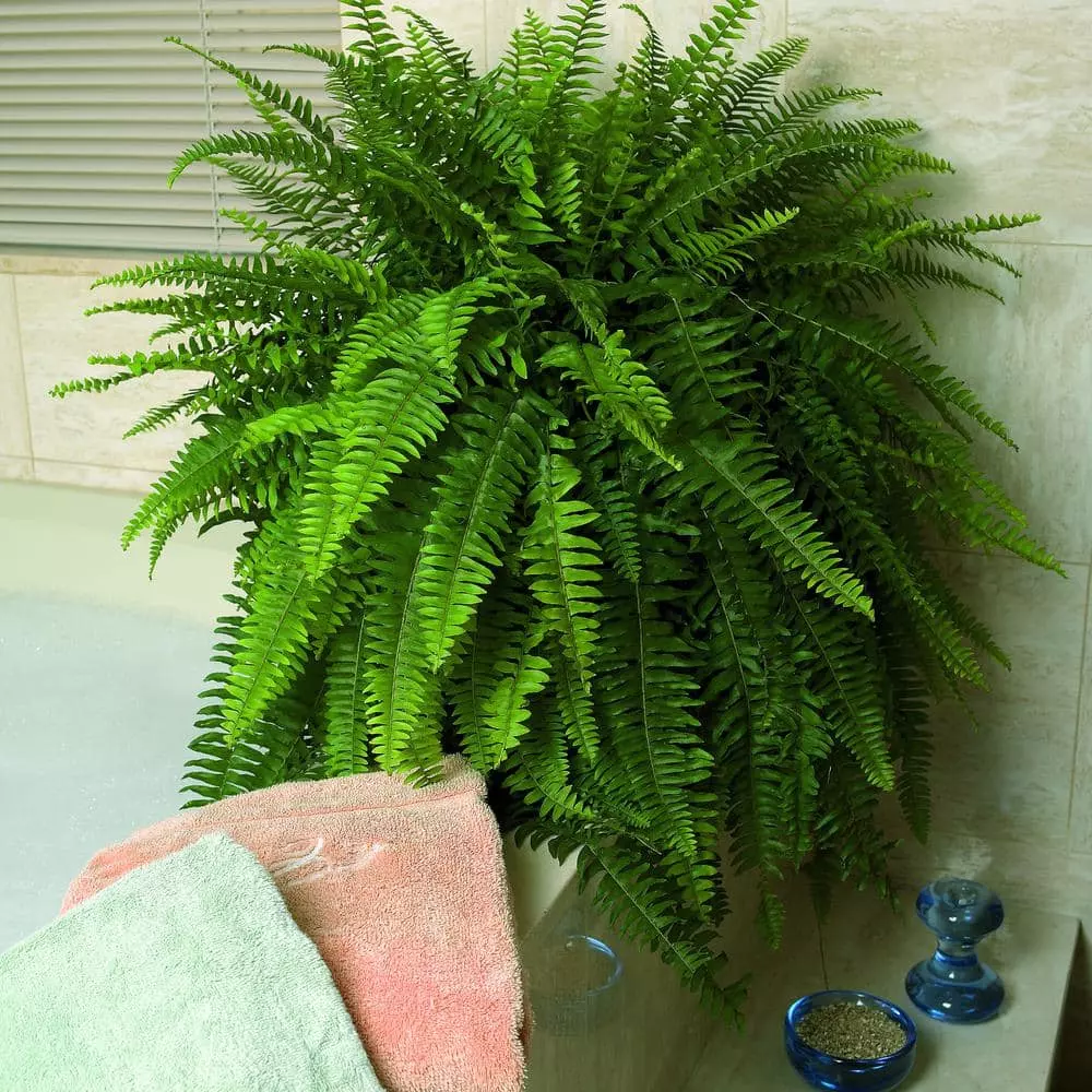 Outlet ๐งจ Costa Farms Boston Fern in 10 in. Hanging Basket ๐ 9 Outlet ๐งจ Costa Farms Boston Fern in 10 in. Hanging Basket ๐ - Image 7