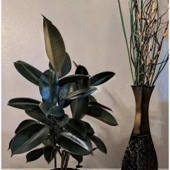 Deals 🌟 Costa Farms Burgundy Rubber Plant in 8.75 in. Pot 🔥 -Pavestone || Costa Farms Shop costa farms indoor plants 10burg 44 1000