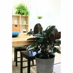 Deals 🌟 Costa Farms Burgundy Rubber Plant in 8.75 in. Pot 🔥 -Pavestone || Costa Farms Shop costa farms indoor plants 10burg 4f 1000