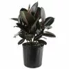 Deals 🌟 Costa Farms Burgundy Rubber Plant in 8.75 in. Pot 🔥 -Pavestone || Costa Farms Shop costa farms indoor plants 10burg 64 1000