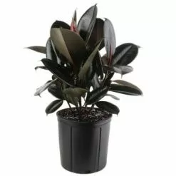 Deals π Costa Farms Burgundy Rubber Plant in 8.75 in. Pot π₯