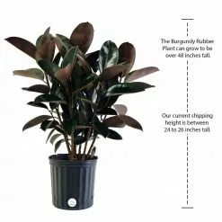 Deals 🌟 Costa Farms Burgundy Rubber Plant in 8.75 in. Pot 🔥 -Pavestone || Costa Farms Shop costa farms indoor plants 10burg 76 1000