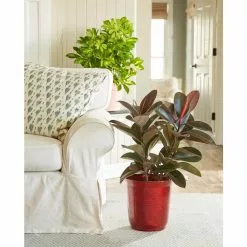 Deals 🌟 Costa Farms Burgundy Rubber Plant in 8.75 in. Pot 🔥 -Pavestone || Costa Farms Shop costa farms indoor plants 10burg c3 1000