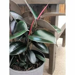 Deals 🌟 Costa Farms Burgundy Rubber Plant in 8.75 in. Pot 🔥 -Pavestone || Costa Farms Shop costa farms indoor plants 10burg fa 1000