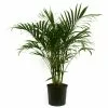 Promo ๐ Costa Farms Cateracterum Palm (Cat Palm) in 9.25 in. Grower Pot ๐ฅฐ 2 Promo ๐ Costa Farms Cateracterum Palm (Cat Palm) in 9.25 in. Grower Pot ๐ฅฐ -Pavestone || Costa Farms Shop costa farms indoor plants 10cat 64 1000