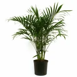 Promo 🌟 Costa Farms Cateracterum Palm (Cat Palm) in 9.25 in. Grower Pot 🥰