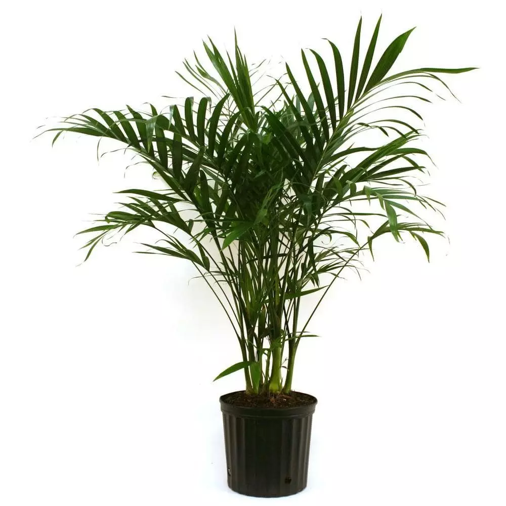 Promo ๐ Costa Farms Cateracterum Palm (Cat Palm) in 9.25 in. Grower Pot ๐ฅฐ 3 Promo ๐ Costa Farms Cateracterum Palm (Cat Palm) in 9.25 in. Grower Pot ๐ฅฐ