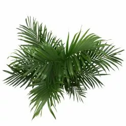 Promo ๐ Costa Farms Cateracterum Palm (Cat Palm) in 9.25 in. Grower Pot ๐ฅฐ 12 Promo ๐ Costa Farms Cateracterum Palm (Cat Palm) in 9.25 in. Grower Pot ๐ฅฐ -Pavestone || Costa Farms Shop costa farms indoor plants 10cat a0 1000