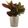 Wholesale ✔️ Costa Farms Croton Petra in 8.75 in. Taupe Decor Pot 🥰
