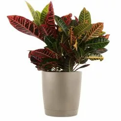 Wholesale ✔️ Costa Farms Croton Petra in 8.75 in. Taupe Decor Pot 🥰