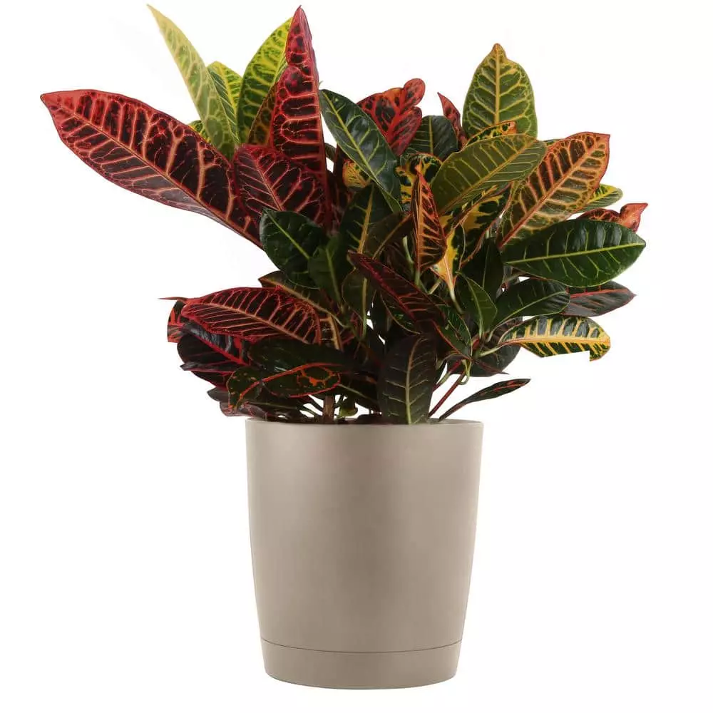 Wholesale ✔️ Costa Farms Croton Petra in 8.75 in. Taupe Decor Pot 🥰 3 Wholesale ✔️ Costa Farms Croton Petra in 8.75 in. Taupe Decor Pot 🥰