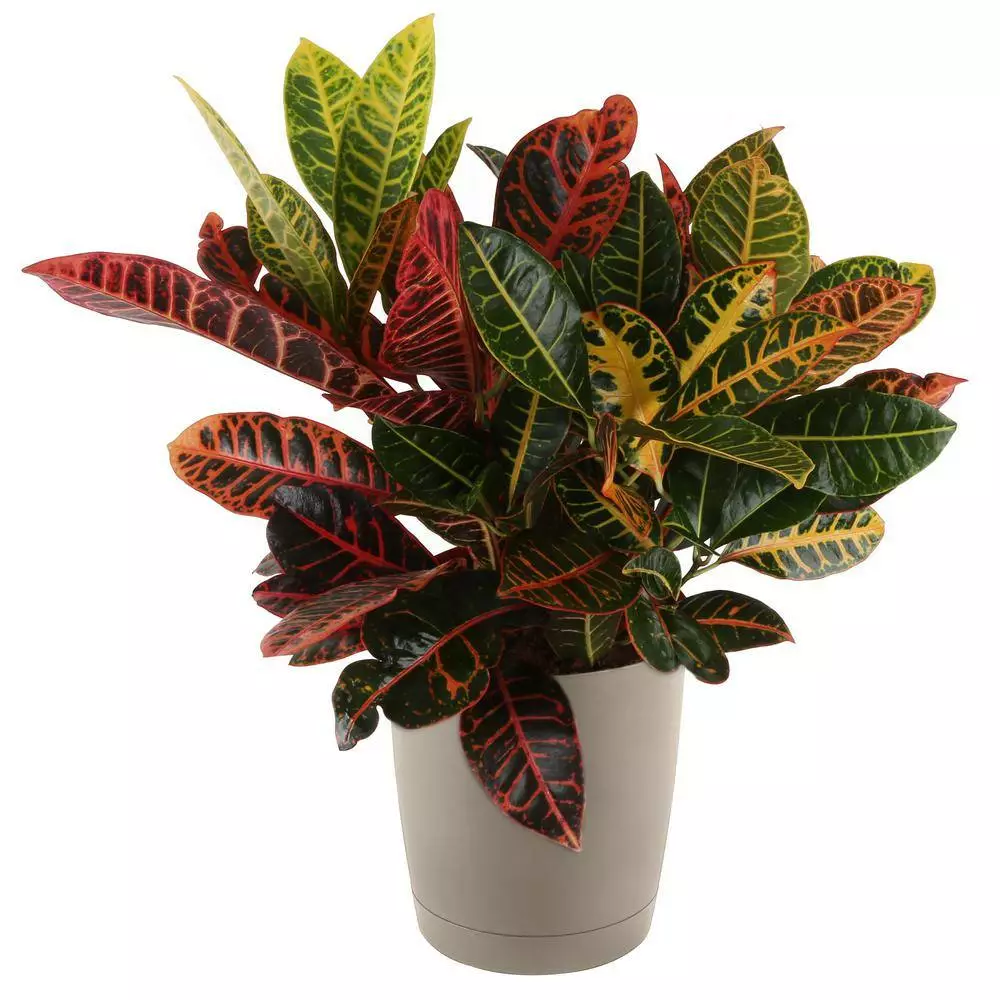 Wholesale ✔️ Costa Farms Croton Petra in 8.75 in. Taupe Decor Pot 🥰 4 Wholesale ✔️ Costa Farms Croton Petra in 8.75 in. Taupe Decor Pot 🥰 - Image 2