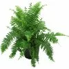 Outlet ๐ Costa Farms Macho Fern in 8.75 in. Grower Pot ๐ 1 Outlet ๐ Costa Farms Macho Fern in 8.75 in. Grower Pot ๐ -Pavestone || Costa Farms Shop costa farms indoor plants 10macho 64 1000