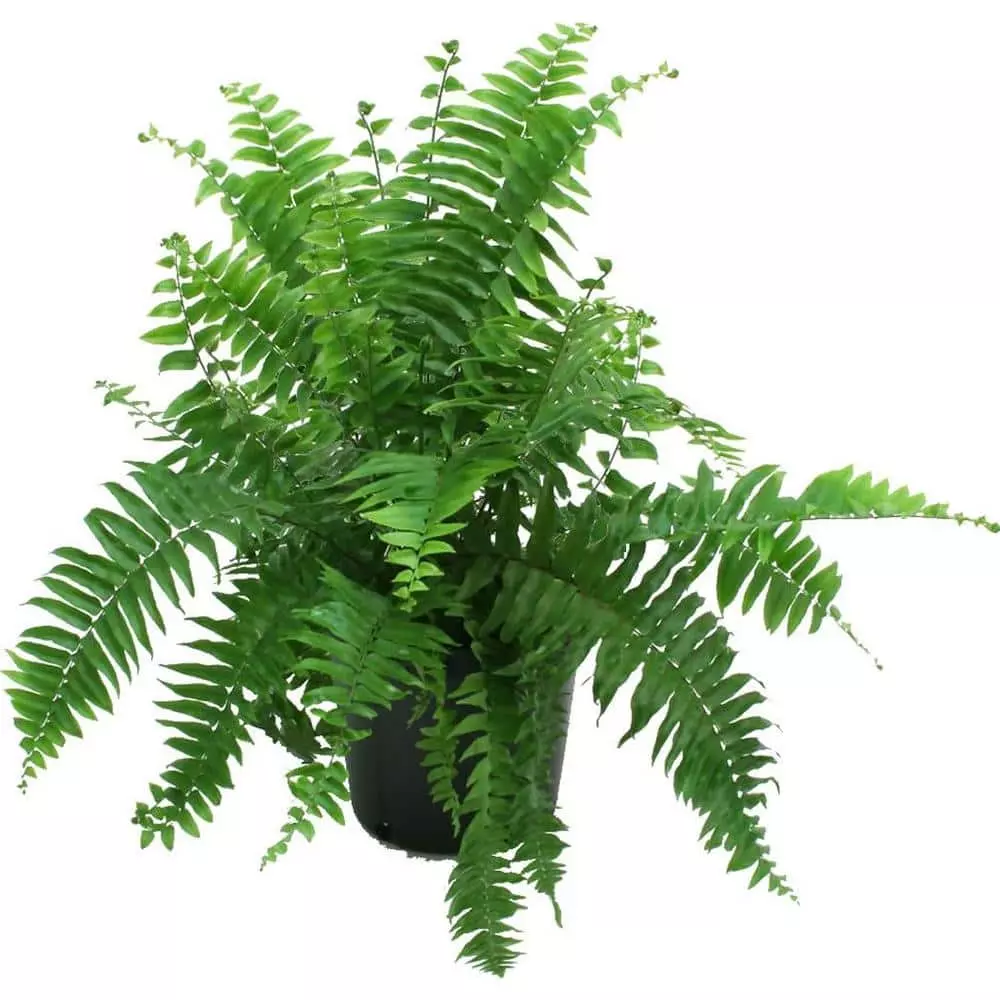Outlet 🌟 Costa Farms Macho Fern in 8.75 in. Grower Pot 😉 3 Outlet 🌟 Costa Farms Macho Fern in 8.75 in. Grower Pot 😉