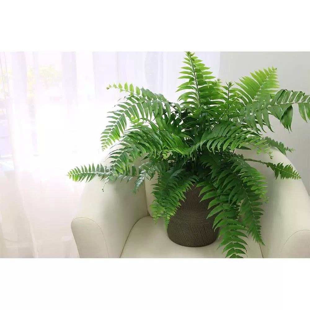 Outlet 🌟 Costa Farms Macho Fern in 8.75 in. Grower Pot 😉 4 Outlet 🌟 Costa Farms Macho Fern in 8.75 in. Grower Pot 😉 - Image 2