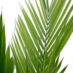 Flash Sale โ๏ธ Costa Farms Majesty Palm in 9.25 in. Grower Pot ๐ 14 Flash Sale โ๏ธ Costa Farms Majesty Palm in 9.25 in. Grower Pot ๐ -Pavestone || Costa Farms Shop costa farms indoor plants 10maj 1f 1000