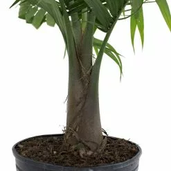 Flash Sale โ๏ธ Costa Farms Majesty Palm in 9.25 in. Grower Pot ๐ 15 Flash Sale โ๏ธ Costa Farms Majesty Palm in 9.25 in. Grower Pot ๐ -Pavestone || Costa Farms Shop costa farms indoor plants 10maj 44 1000