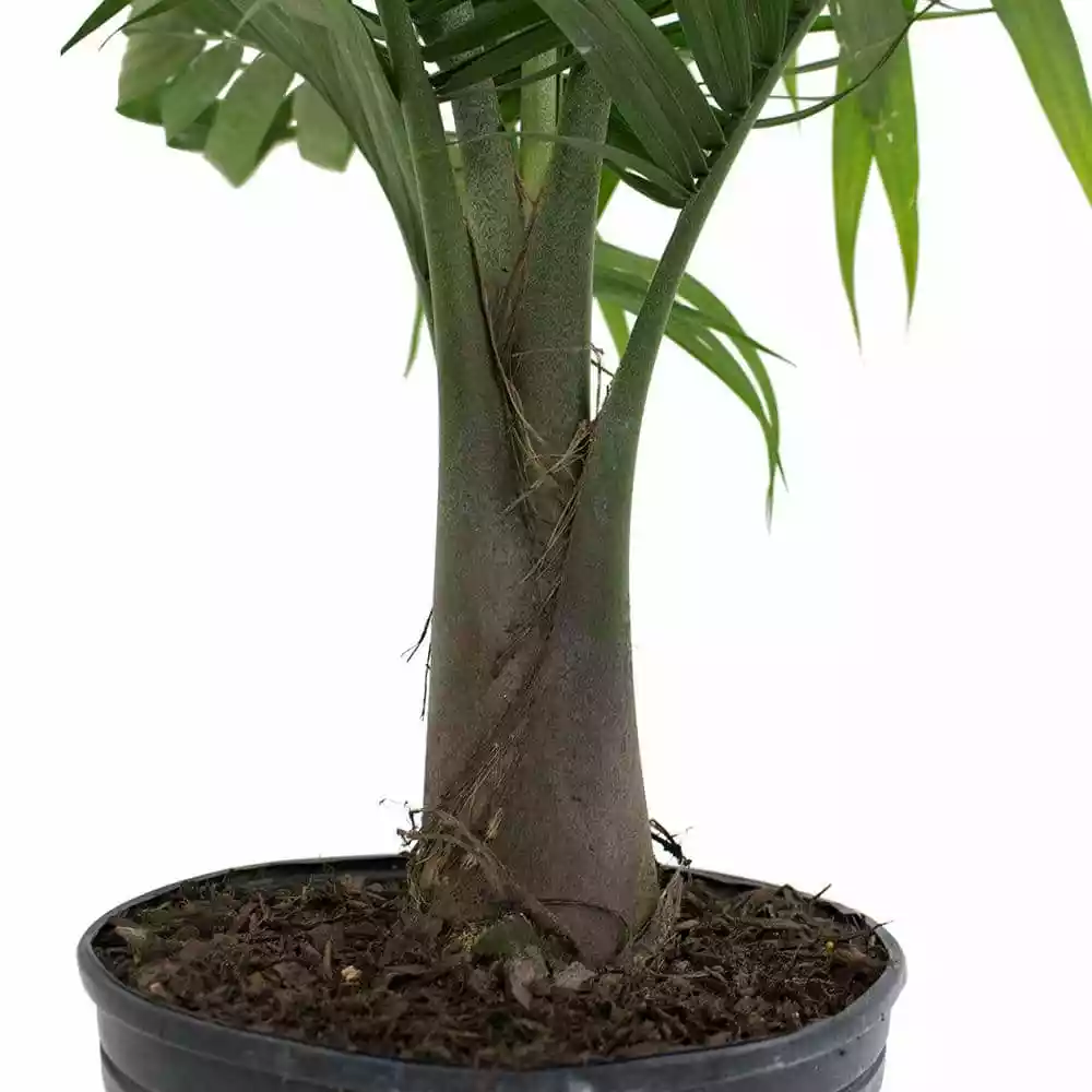 Flash Sale โ๏ธ Costa Farms Majesty Palm in 9.25 in. Grower Pot ๐ 8 Flash Sale โ๏ธ Costa Farms Majesty Palm in 9.25 in. Grower Pot ๐ - Image 6