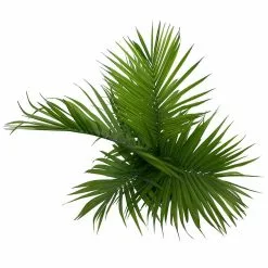 Flash Sale โ๏ธ Costa Farms Majesty Palm in 9.25 in. Grower Pot ๐ 13 Flash Sale โ๏ธ Costa Farms Majesty Palm in 9.25 in. Grower Pot ๐ -Pavestone || Costa Farms Shop costa farms indoor plants 10maj 4f 1000