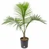 Flash Sale ✔️ Costa Farms Majesty Palm in 9.25 in. Grower Pot 🎁 -Pavestone || Costa Farms Shop costa farms indoor plants 10maj 64 1000