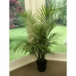 Flash Sale โ๏ธ Costa Farms Majesty Palm in 9.25 in. Grower Pot ๐ 17 Flash Sale โ๏ธ Costa Farms Majesty Palm in 9.25 in. Grower Pot ๐ -Pavestone || Costa Farms Shop costa farms indoor plants 10maj 76 1000